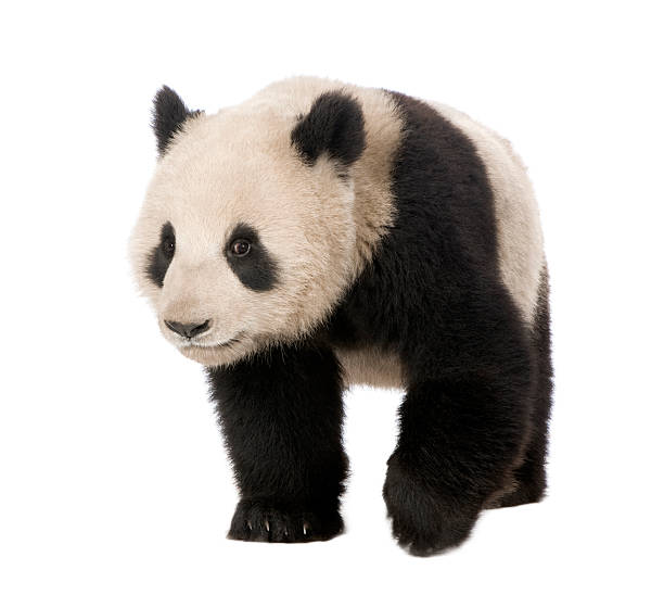 istock Giant Panda (18 months) - Ailuropoda melanoleuca 92119417