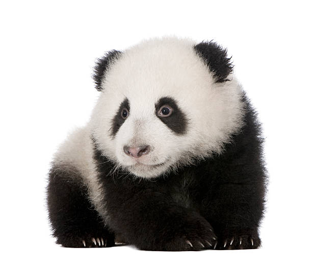 istock Giant Panda (4 months) - Ailuropoda melanoleuca 92119421