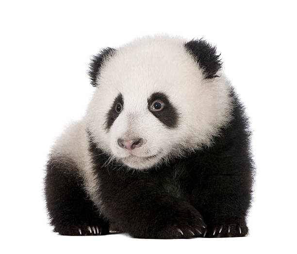 giant panda (4 miesiące)-ailuropoda melanoleuca - melanoleuca zdjęcia i obrazy z banku zdjęć
