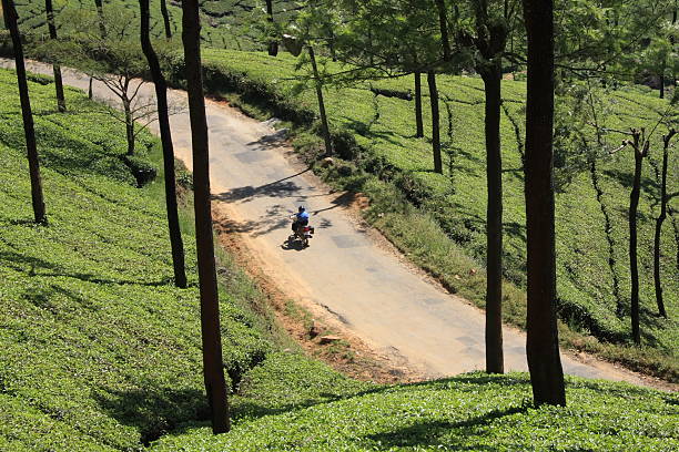 route sinueuse - winding road country road lane tea crop photos et images de collection