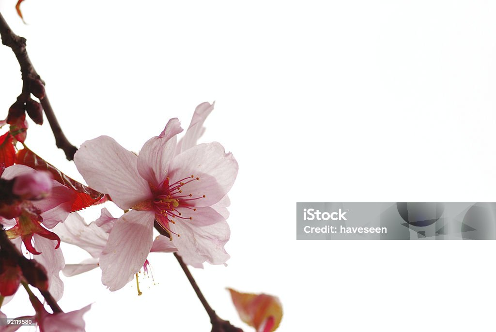 Sakura - Royalty-free Ao Ar Livre Foto de stock