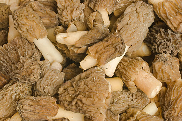 morels - morel mushroom edible mushroom food bizarre zdjęcia i obrazy z banku zdjęć