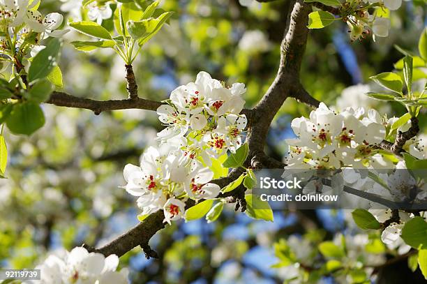 White Pear Flowers Stock Photo - Download Image Now - April, Backgrounds, Beauty