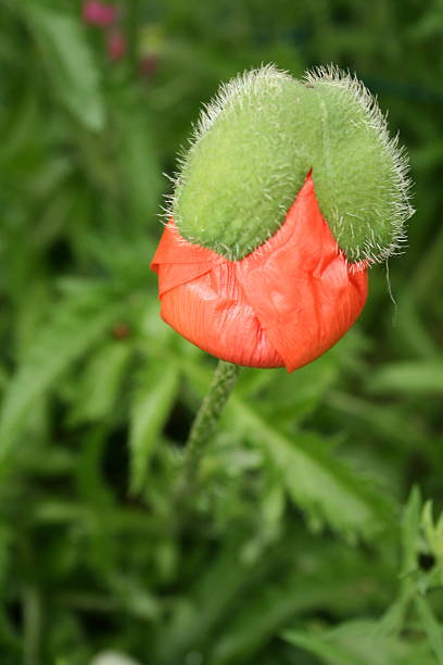 новые мак восточный весной - oriental poppy стоковые фото и изображения