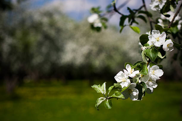 Apple trees during blooming. stock photo