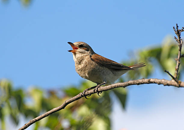 Singing bird (red-backed shrike, lanius collurio, female) sitting on a branch