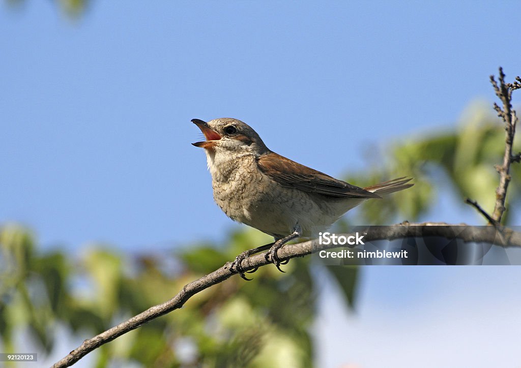 A red singing red-backed female shrike Singing bird (red-backed shrike, lanius collurio, female) sitting on a branch Birdsong Stock Photo