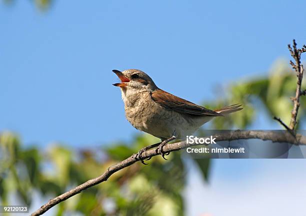 A Red Singing Redbacked Female Shrike Stock Photo - Download Image Now - Birdsong, Summer, Bird