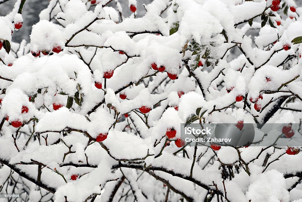 Red dogrose frutas vermelhas com neve - Foto de stock de Arbusto royalty-free