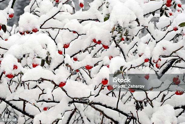 Foto de Red Dogrose Frutas Vermelhas Com Neve e mais fotos de stock de Arbusto - Arbusto, Arbusto espinheiro, Baga - Fruta