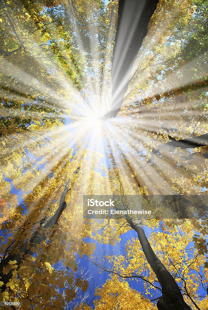 Sunrays nella foresta - Foto stock royalty-free di Albero