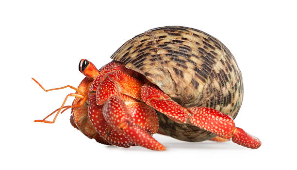 집게-coenobita perlatus - hermit crab pets animal leg shell 뉴스 사진 이미지