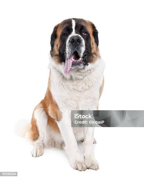 Saint Bernard Arfar 13 Meses De Idade - Fotografias de stock e mais imagens de São Bernardo - São Bernardo, Fundo Branco, Cão