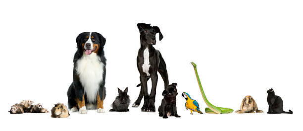 istock Lineup of different pet species on white background 92120285