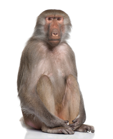 Three baboons sitting on a tree, looking at the camera.