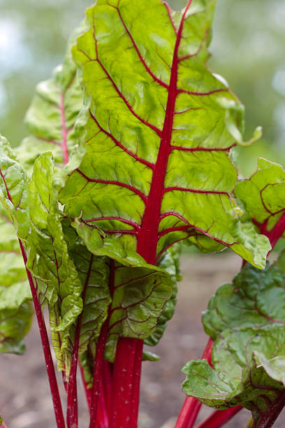 istock Chard growig in garden 92120333