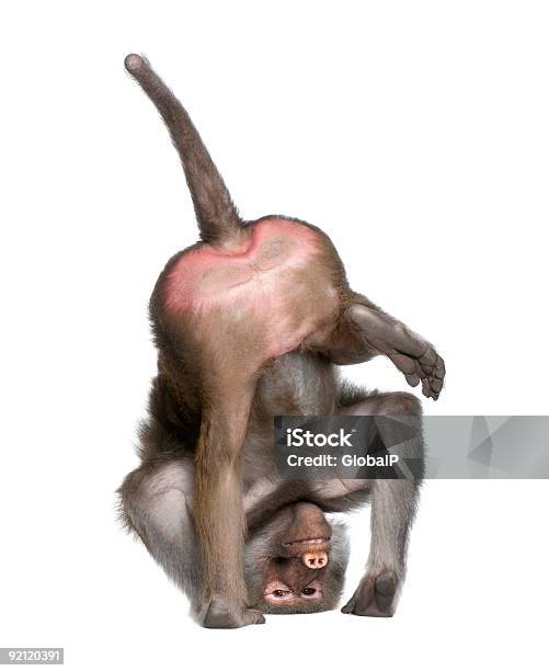 Simia Hamadryas Baboon Stockfoto und mehr Bilder von Auf den Kopf gestellt - Auf den Kopf gestellt, Tier, Weißer Hintergrund