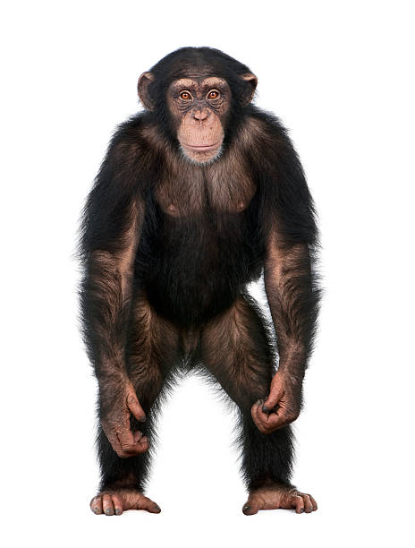 젊은 침팬지 입석 바라요 같은 휴머니즘 - 침팬지 뉴스 사진 이미지