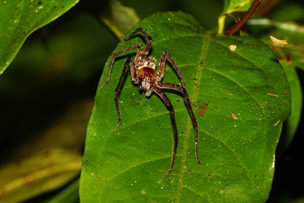 istock Big spider on a leaf in Costa Rica 921205438