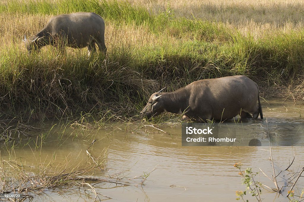 Wasser Buffalos - Lizenzfrei Braun Stock-Foto