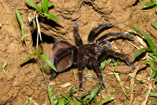 istock Large scary tarantula near its den 921208786