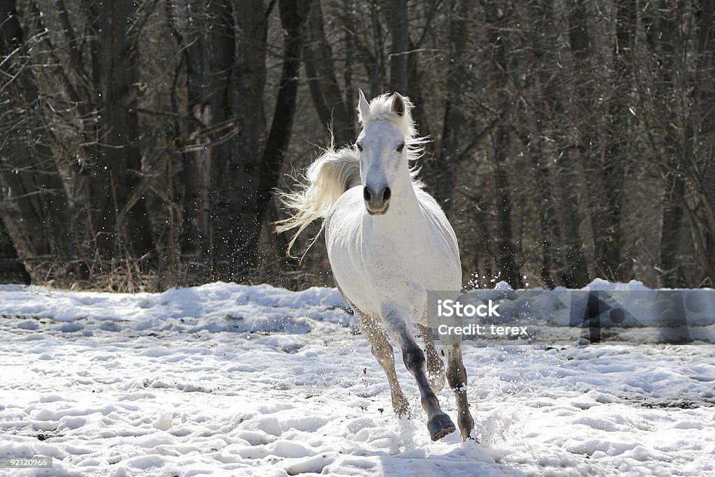 Sautiller white horse - Photo de Cheval blanc libre de droits