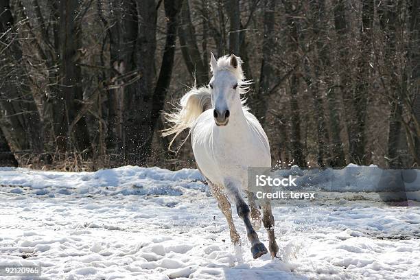 Saltando Cavallo Bianco - Fotografie stock e altre immagini di Cavallo bianco - Cavallo bianco, Punto di vista frontale, Correre