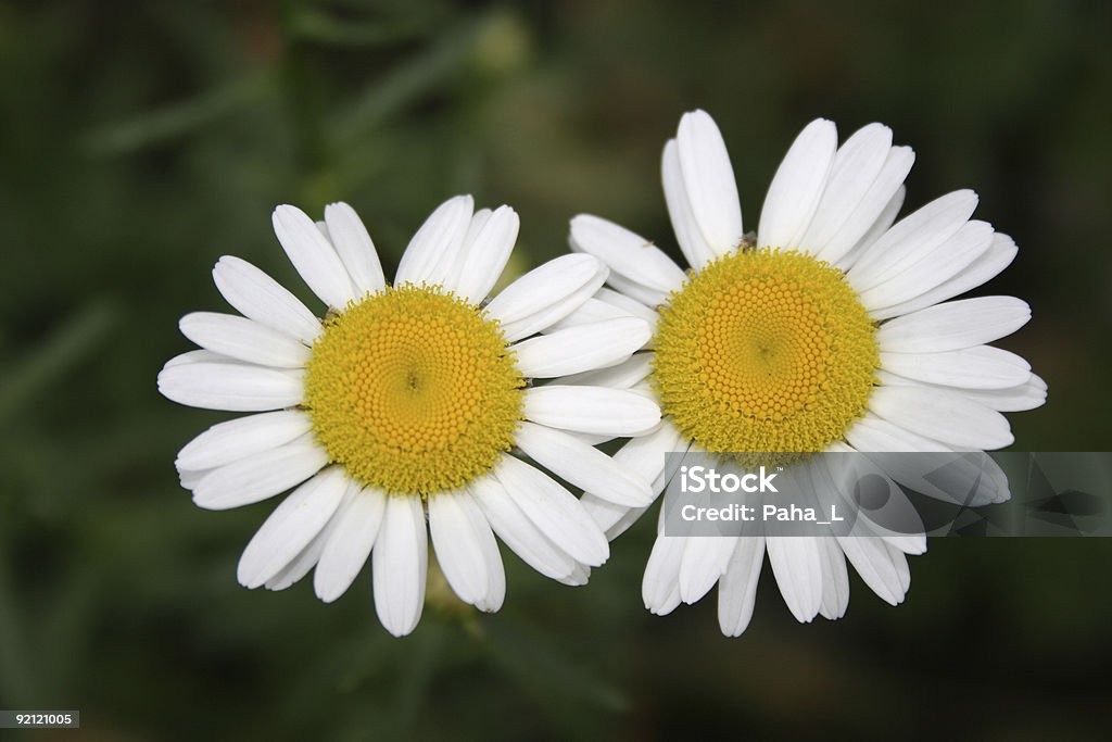 Dos camomiles - Foto de stock de Abstracto libre de derechos