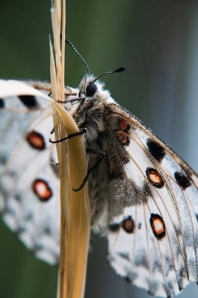 istock The butterfly Apollo on a grass. Macro snapshot. 921210876