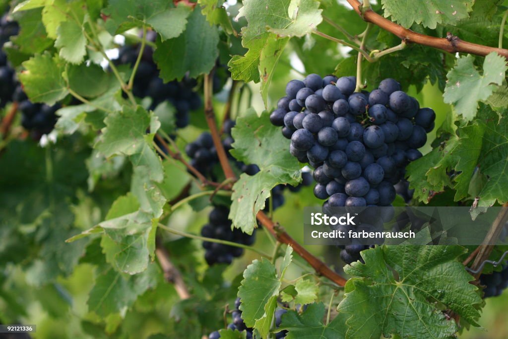 redwine uvas - Foto de stock de Agricultura libre de derechos