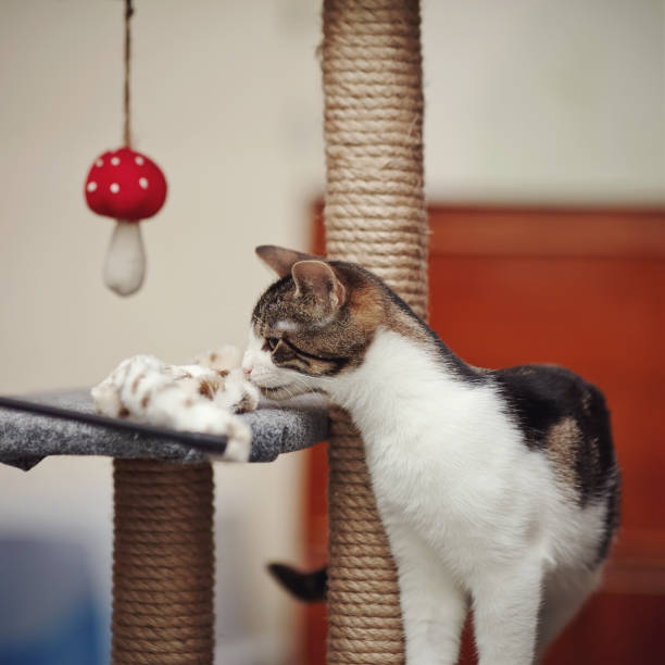 istock Striped with white the cat with a toy. 921213408