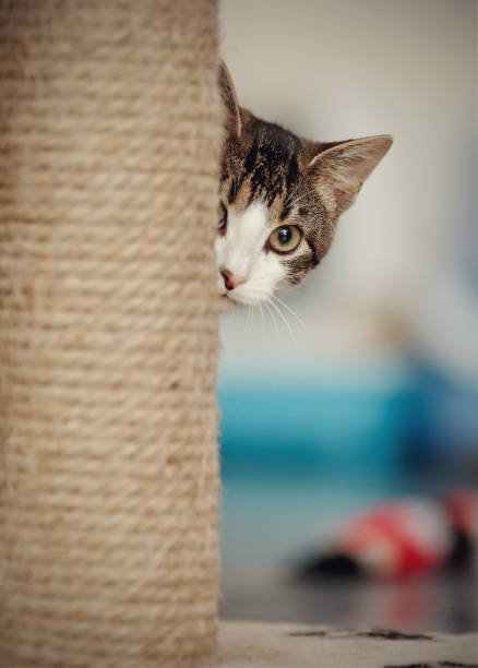 istock Portrait of the looking-out cat 921213452