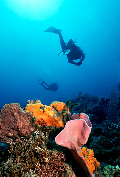 Caribbean reef with scuba divers stock photo