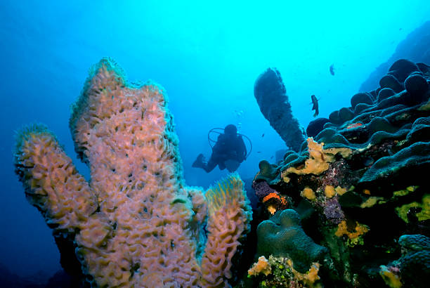 Dominica Reef stock photo