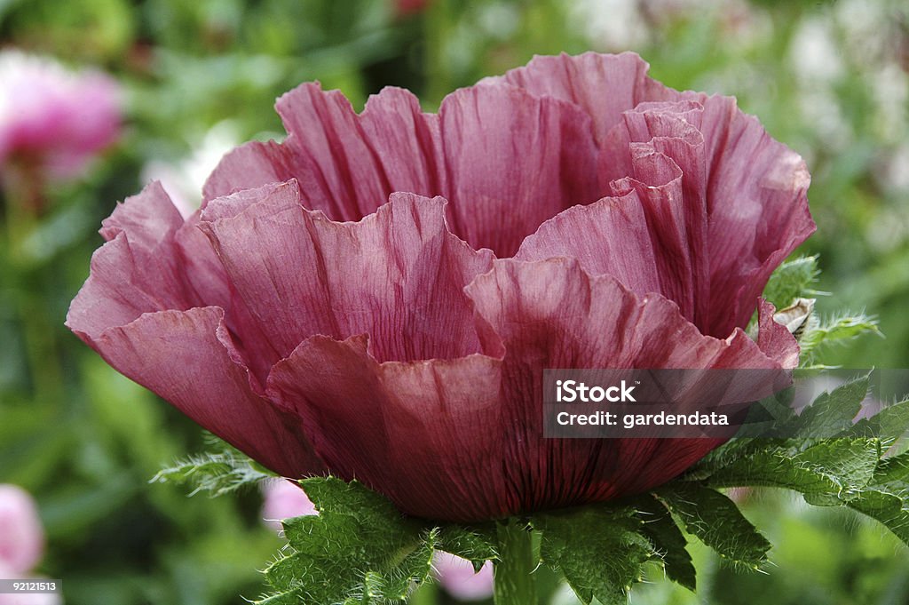 Papaver orientalis-Mak wschodni - Zbiór zdjęć royalty-free (Bliskie zbliżenie)