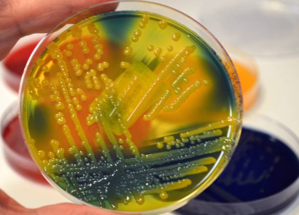Klebsiella pneumoniae, superbug and biofilm organism Klebsiella pneumoniae can cause hospital acquired infections and even outbreaks in Intensive Care Units. laboratory bacterium petri dish cell stock pictures, royalty-free photos & images