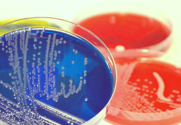 istock Proteus mirabilis, part of the human microbiome 921215698