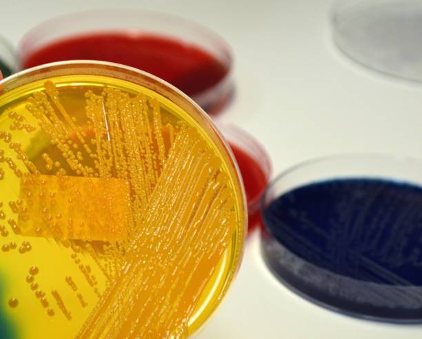 istock E. coli , CPO, superbug and biofilm organism 921215716