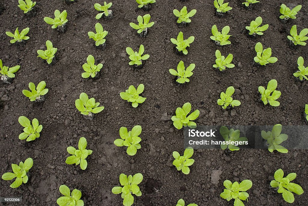 Jovem alface - Foto de stock de Agricultura royalty-free