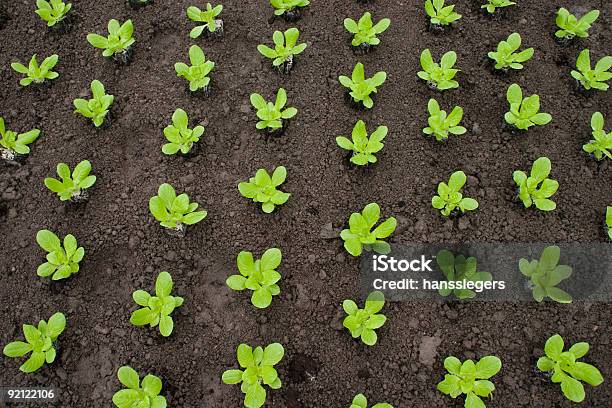 Foto de Jovem Alface e mais fotos de stock de Agricultura - Agricultura, Alface, Alimentação Saudável