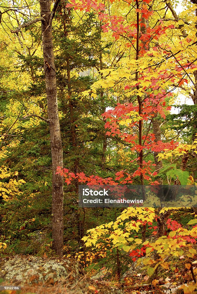 Floresta de outono de fundo - Royalty-free Abeto Foto de stock
