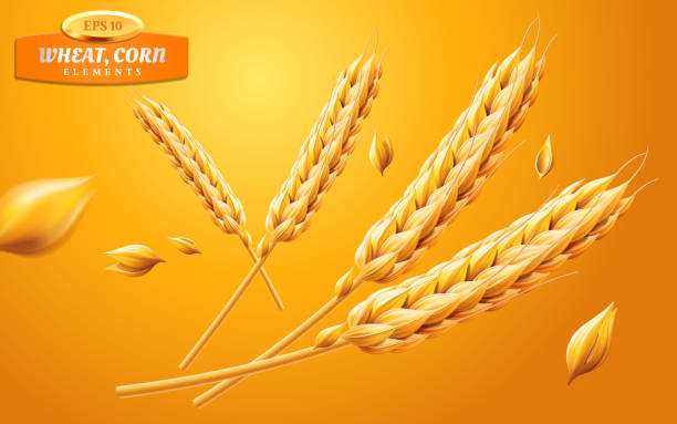 Detailed wheat ears, oats or barley isolated on a yellow background. Natural ingredient element. Healthy food or agriculture, bread or crop theme. Vector realistic 3d illustration Detailed wheat ears, oats or barley isolated on a yellow background. Natural ingredient element. Healthy food or agriculture, bread or crop theme. Vector realistic 3d illustration. hordeum stock illustrations