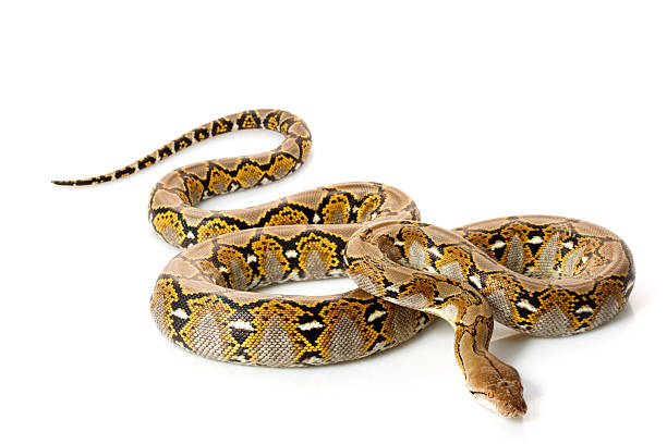 Reticulated python curled up on a white background Reticulated Python (Python reticulatus) isolated on white background. reticulated python stock pictures, royalty-free photos & images