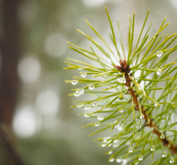 istock Water droplets on evergreen fir at close-up 921225864