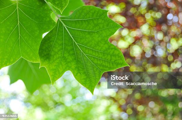 Photo libre de droit de Photosynthèse banque d'images et plus d'images libres de droit de Arbre - Arbre, Branche - Partie d'une plante, Chlorophylle