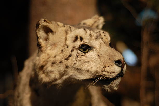 тигренок в музей - tiger animal endangered species human face стоковые фото и изображения