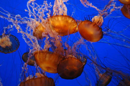 Colorful jellyfish in an aquarium