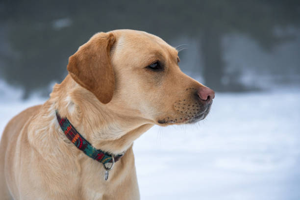 Labrador retriever puppy dog in the winter.