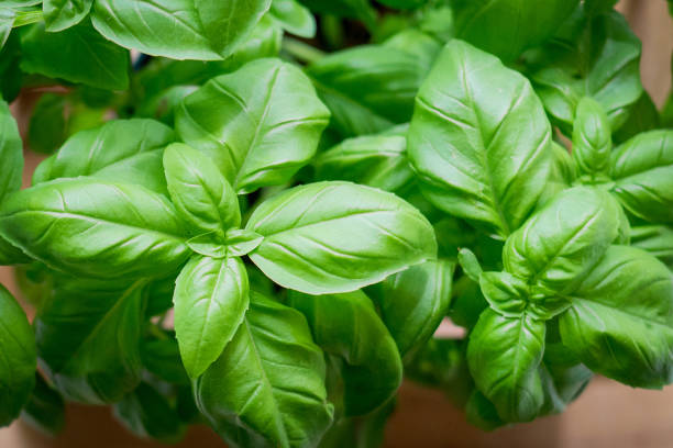 istock Close-up of basil leaves in a pot. 921231056
