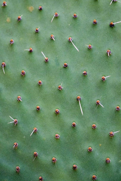istock abstract background textuer of Cactus succulent plant 921231376